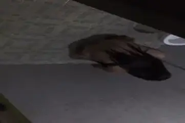 Dokumentasi Gadis Cantik Di Kamar Mandi Kasur poster