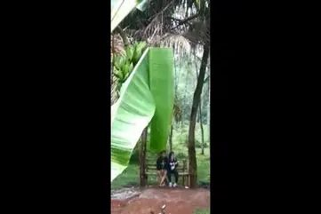 Gadis Cantik Pasrah Goyang Kasur Kebun poster